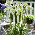 Agapanthus 'Ever White'