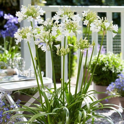 Agapanthus 'Ever White'