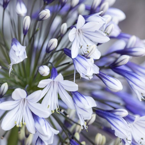 Agapanthus 'Fireworks'