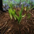 Buy Agapanthus 'Intermedia' Clumps online UK