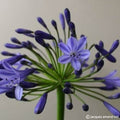 Buy Agapanthus 'Jolanda' Roots online UK
