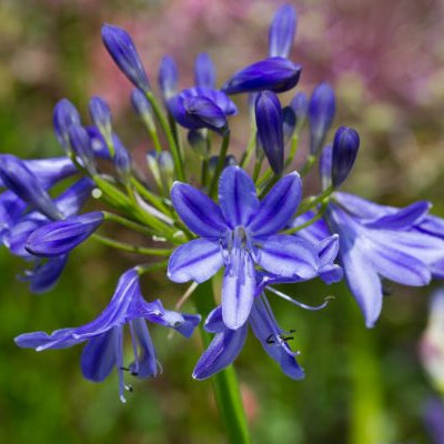 Agapanthus 'Lapis Lazuli'