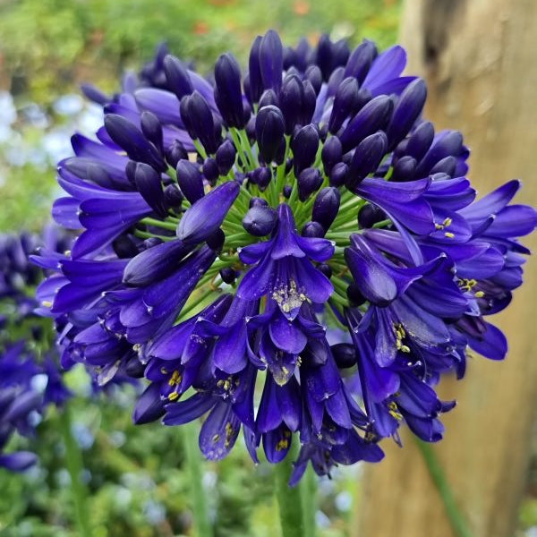 Agapanthus Midnight Sky | Dark Blue African Lily