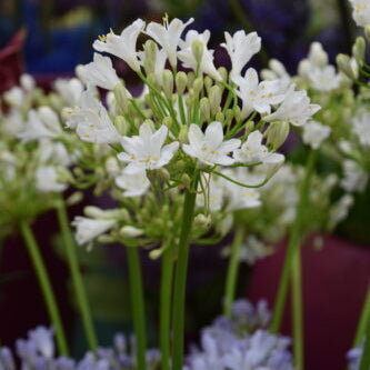 Buy Agapanthus 'Polar Ice' Roots or Clumps online UK