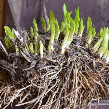 Buy Agapanthus 'Polar Ice' Roots or Clumps online UK