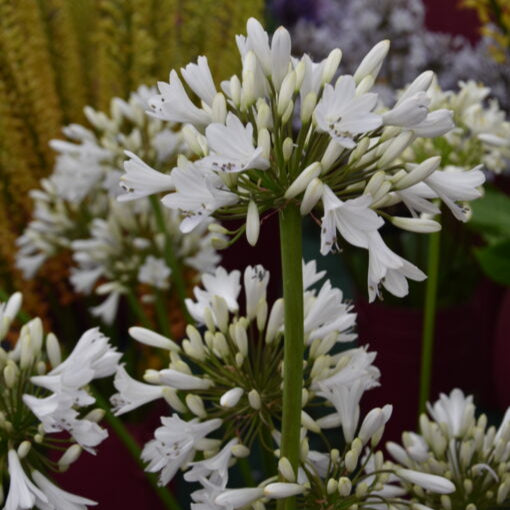 Buy Agapanthus 'Silver Sky' Roots online UK