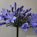 Buy Agapanthus 'Stockholm' Roots online UK