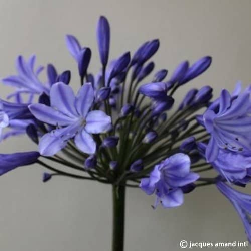 Buy Agapanthus 'Stockholm' Roots online UK