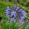 Buy Agapanthus 'Sunfield' Roots or Clumps online UK