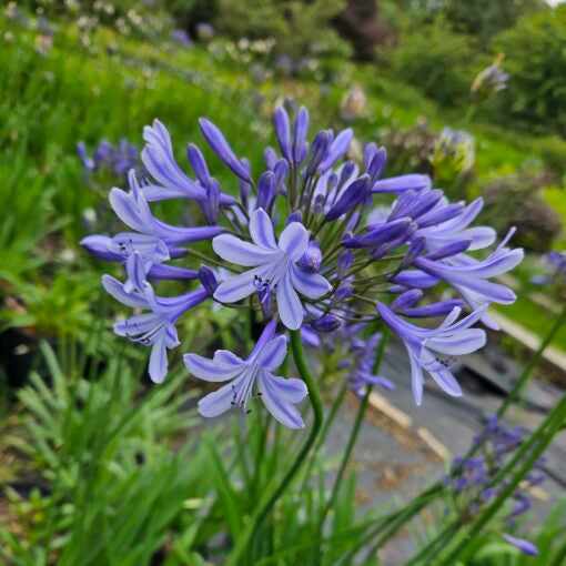 Buy Agapanthus 'Sunfield' Roots or Clumps online UK