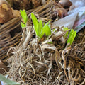 Buy Agapanthus 'Susan' Clumps online UK
