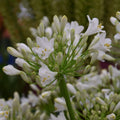 Buy Agapanthus 'White Charm' Roots or Clumps online UK