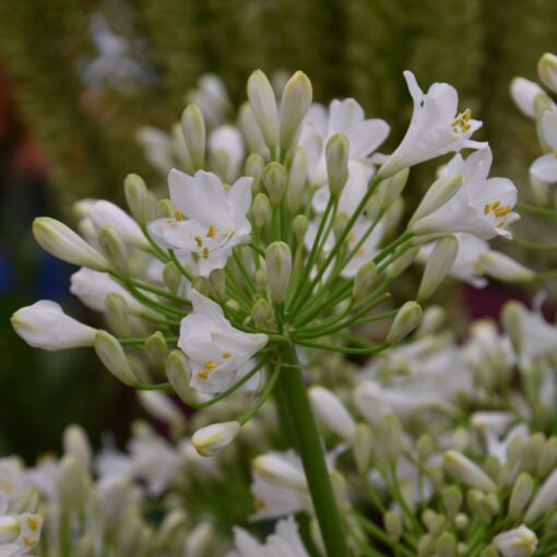 Buy Agapanthus 'White Charm' Roots or Clumps online UK