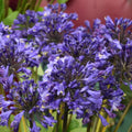 Buy Agapanthus 'Windlebrooke' Roots online UK