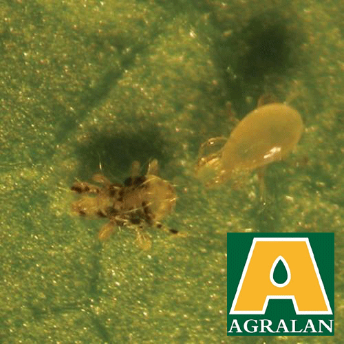 Agralan Red Spider Mite Control 'Spring' - Predatory Andersoni Mites