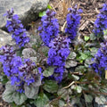 Buy Ajuga reptans 'Black Scallop' online UK