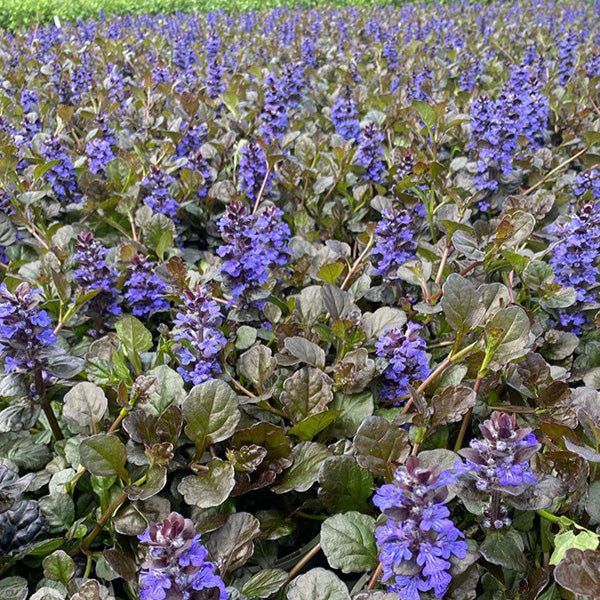 Buy Ajuga reptans 'Black Scallop' online UK