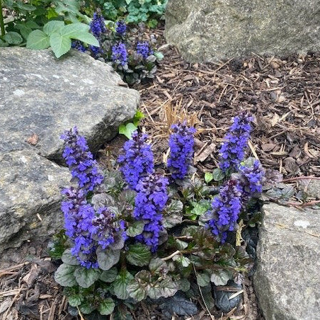 Buy Ajuga reptans 'Black Scallop' online UK