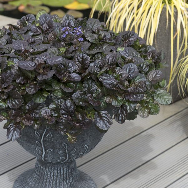 Buy Ajuga reptans 'Black Scallop' online UK