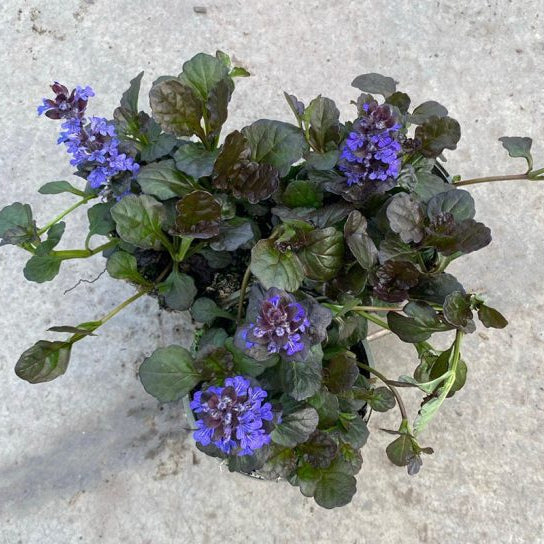 Buy Ajuga reptans 'Black Scallop' online UK