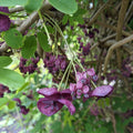 Buy Akebia quinata (Chocolate Vine) online UK