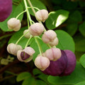 Buy Akebia quinata 'Silver Bells' online UK