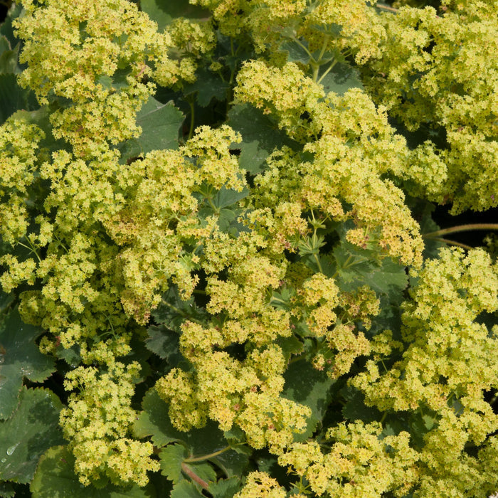 Alchemilla 'Irish Silk'
