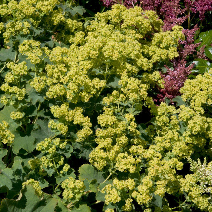 Alchemilla 'Irish Silk'