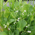 Buy Alisma parviflorum (American Water Plantain) online UK