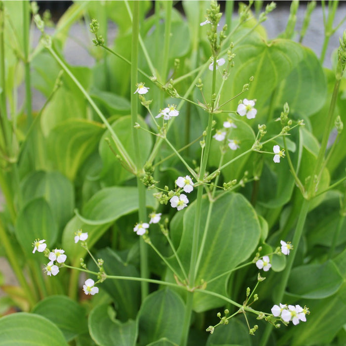 Buy Alisma parviflorum (American Water Plantain) online UK