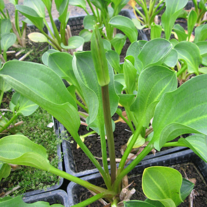 Buy Alisma parviflorum (American Water Plantain) online UK