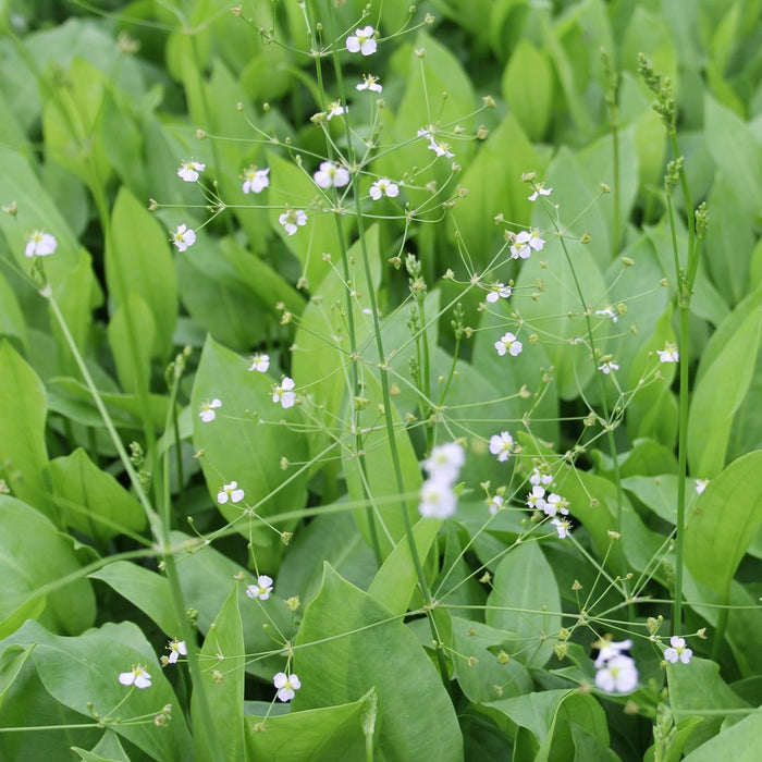Buy Alisma plantago-aquatica (Water Plantain) online UK