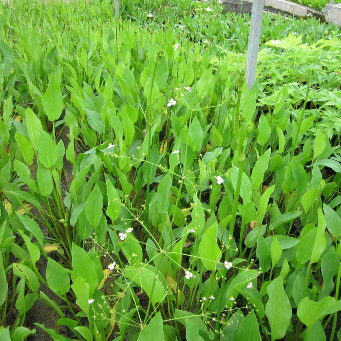 Buy Alisma plantago-aquatica (Water Plantain) online UK