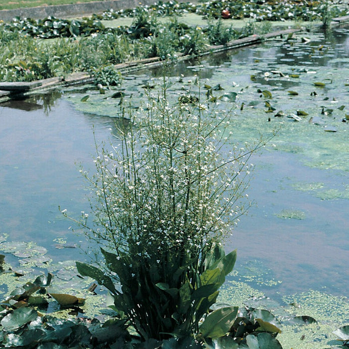 Buy Alisma plantago-aquatica (Water Plantain) online UK