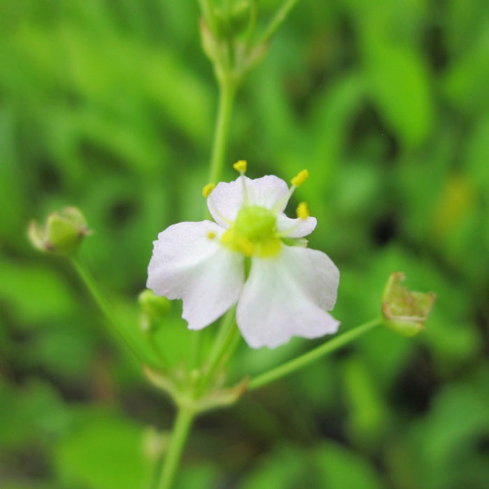 Buy Alisma plantago-aquatica (Water Plantain) online UK