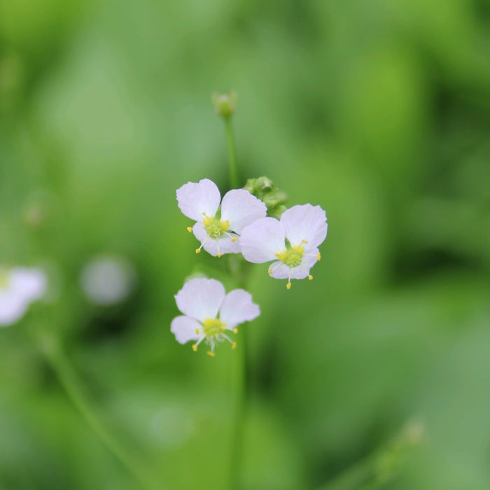 Buy Alisma plantago-aquatica (Water Plantain) online UK