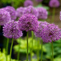 Buy Allium altissimum (Tall Onion) Bulbs online UK