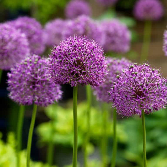 Buy Allium altissimum (Tall Onion) Bulbs online UK