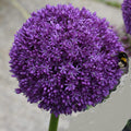 Buy Allium 'Ambassador' Bulbs online UK