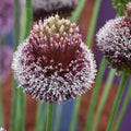 Buy Allium amethystinum 'Forelock' Bulbs online UK