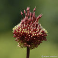 Buy Allium amethystinum 'Red Mohican' Bulbs online UK
