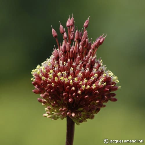 Buy Allium amethystinum 'Red Mohican' Bulbs online UK