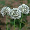 Buy Allium ampeloprasum 'Ping Pong' Bulbs online UK