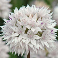 Buy Allium amplectens 'Graceful Beauty' Bulbs online UK