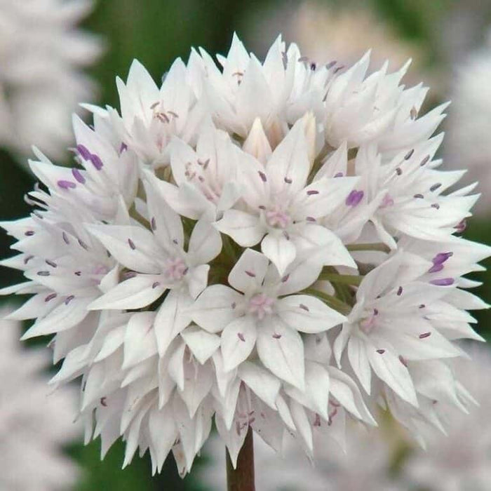 Buy Allium amplectens 'Graceful Beauty' Bulbs online UK