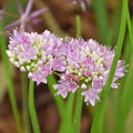 Buy Allium angulosum (Mouse Garlic) Bulbs online UK