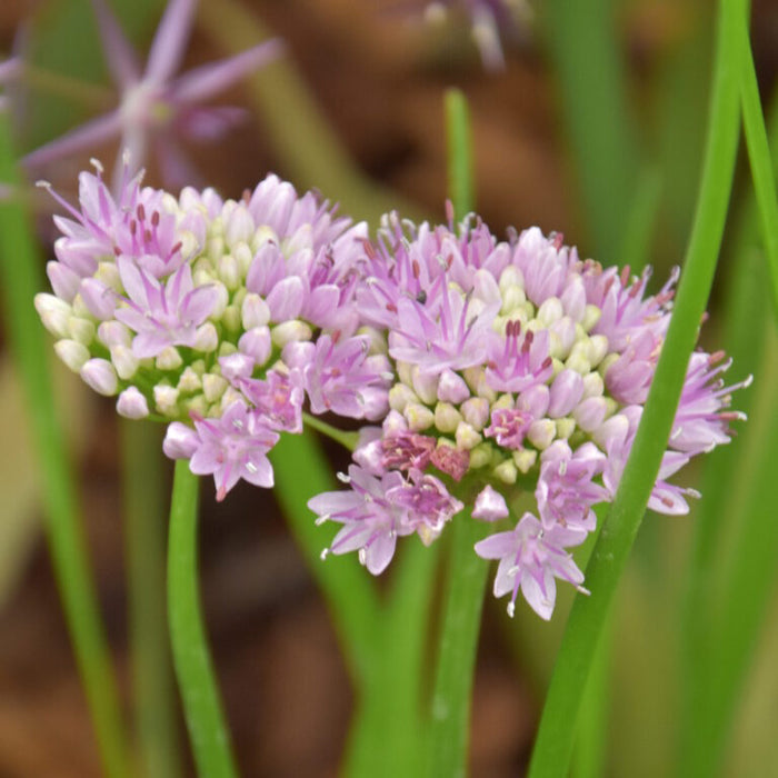 Buy Allium angulosum (Mouse Garlic) Bulbs online UK