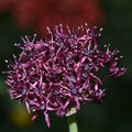 Buy Allium atropurpureum (Very-dark Purple Allium) Bulbs online UK