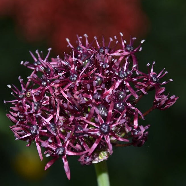 Buy Allium atropurpureum (Very-dark Purple Allium) Bulbs online UK