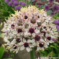 Buy Allium balsaticum Silver Spring syn. 'Red Eye' Bulbs online UK